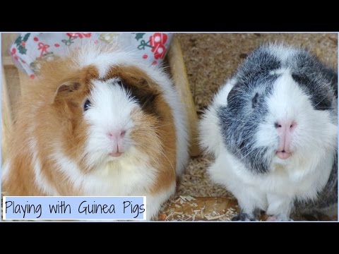 Video: How To Play With A Guinea Pig