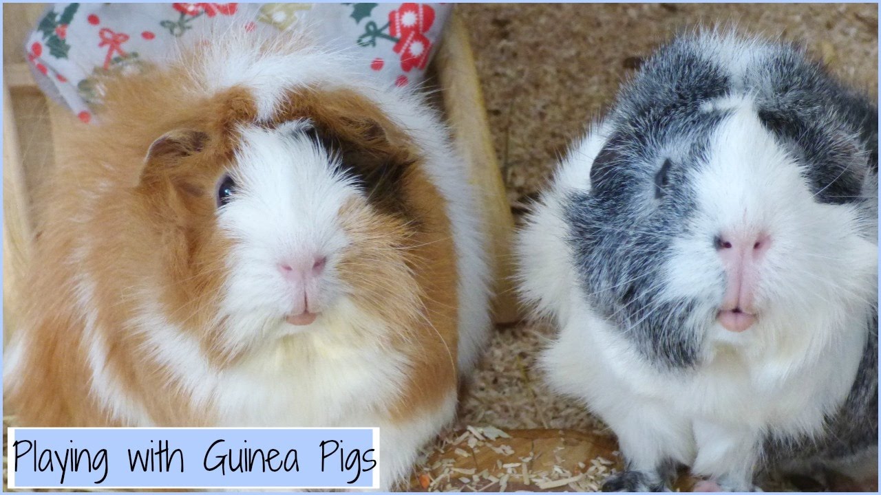 fun things to do with your guinea pig