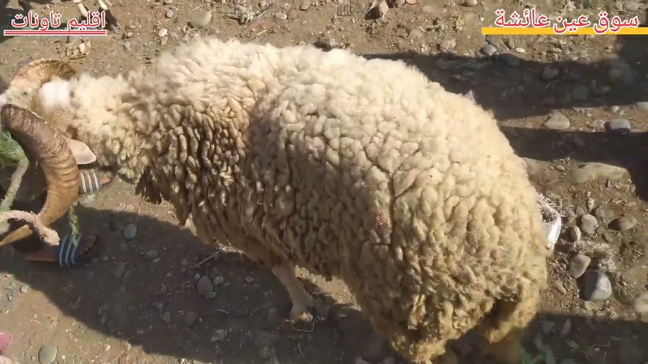 الخيرات تبارك الله في سوق أحد عين عائشة اقليم تاونات جولة في رحبة الغنم مع ذكر الثمن🐑🐑🐑🐂🐂