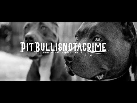 Video: Pit Bull Bigotry: Percezione Pubblica E Legislazione - Rete Matador