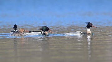 Mergus serrator RED-BREASTED MERGANSERS compilation 9067903