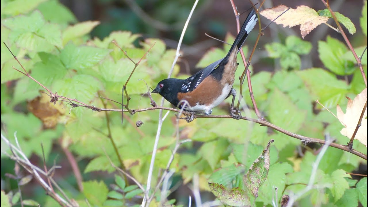 More Amazing Bush Birds @ Stanley Park Vancouver