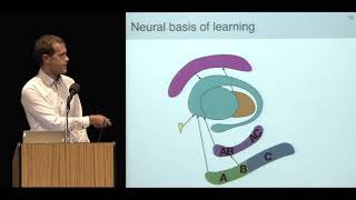 Ian Ballard - Hippocampal Pattern Separation Supports Reinforcement Learning