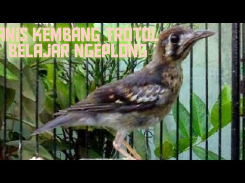 Perbedaan Jantan/Betina Burung Decu Kembang : Perbedaan Jantan/Betina Burung Decu Kembang - CIRI BURUNG ...