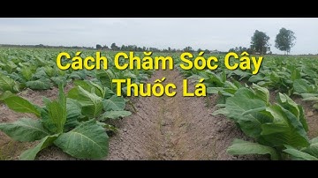 CÁCH CHĂM SÓC CÂY THUỐC LÁ