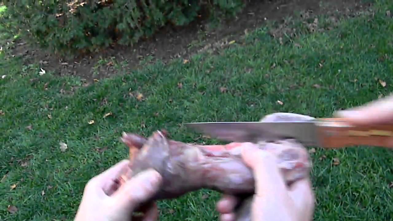 Preparing Squirrel For Cooking - YouTube