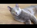 Ruzara питомник Русских Голубых кошек