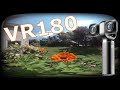 VR180 Buzzy Bee in Summer Zinnia Flowers for virtual reality Oculus Quest 2 YouTubeVR Enjoyment. 5K!