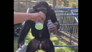 Chimpanzee who loves Gatorade by ZWF MIAMI 3,116 views 1 year ago 18 seconds