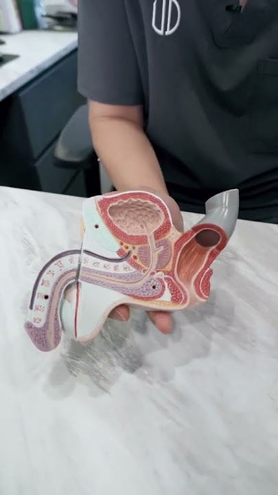 Where is the prostate gland?