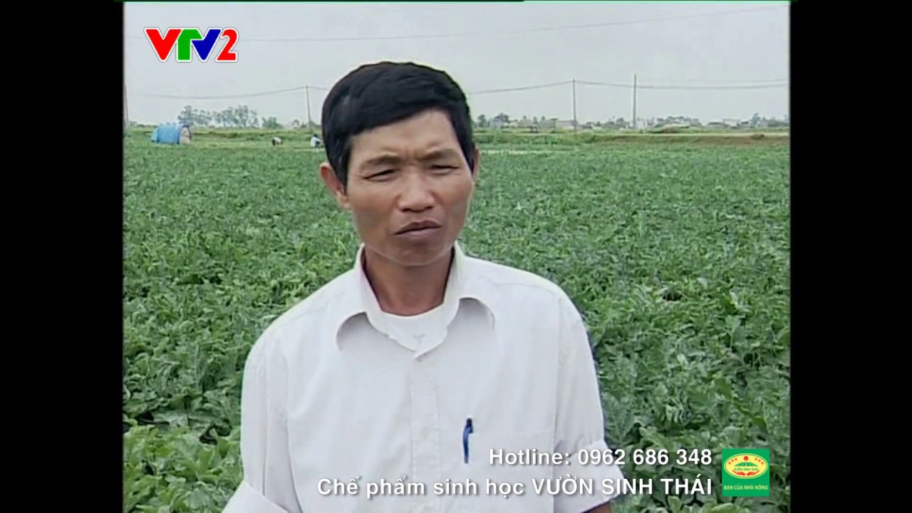 Mô hình trồng Dưa hấu bằng Chế phẩm sinh học | VƯỜN SINH THÁI