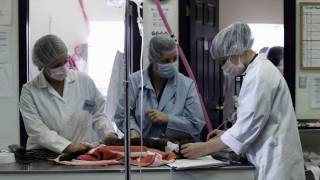 Oulton College-  Veterinary Technician - English