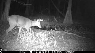Trail Camera Video, Public Land Swamp, Water Rising