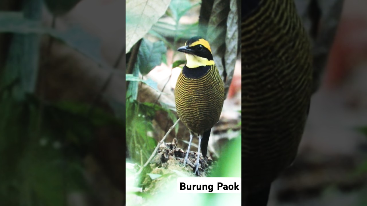 Burung Paok Pancawarna jantan 