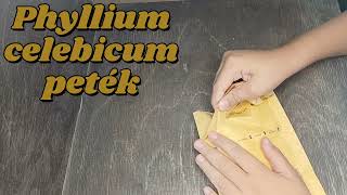 Phyllium Celebicum Unboxing