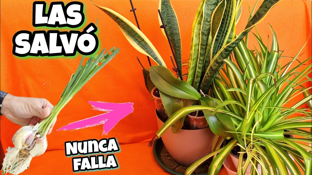El Ajo crudo SALVÓ Todas Mis PLANTAS de Secarse y Morir! Hojas amarillas o Puntas Secas