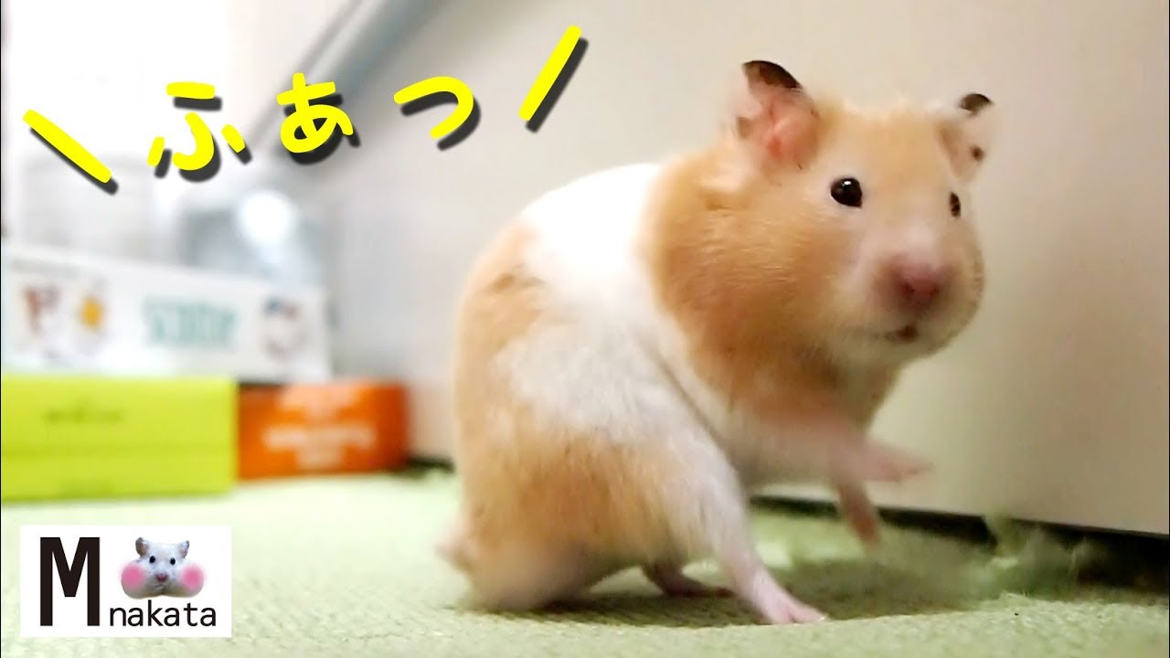 マヌケ・ハム！！！！はむはむ！マヌケマヌケのおマヌケハムスター‎ ハムスター】じわじわ笑えるちょっとマヌケな転び方!おもしろ可愛い