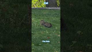 Stray Cat sitting outside with me. The squirrels are alerting in background.