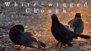 White-winged Chough foraging at sunset - 4K Relaxing Nature