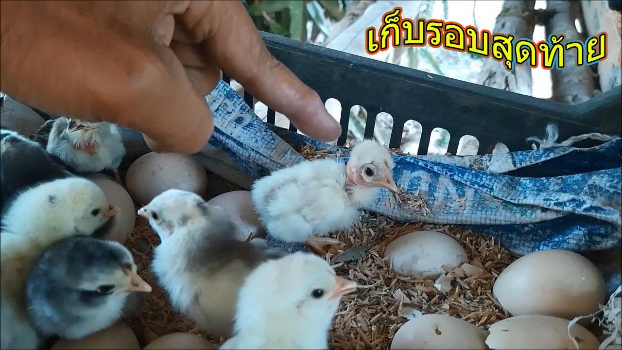 เก็บลูกไก่รอบสุดท้าย คิดว่าเลี้ยงแค่นี้ก่อน