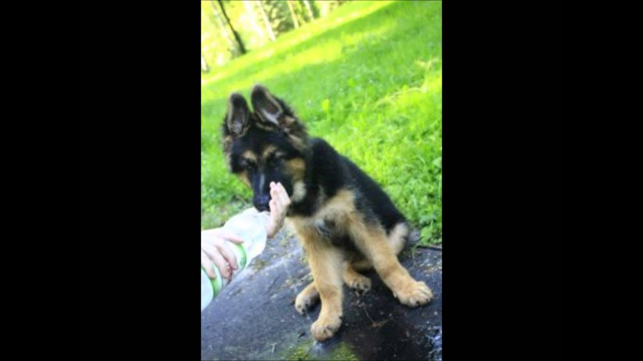 Long Haired German Shepherd Roxon Life Stages Youtube