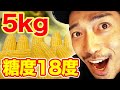 【早食い咀嚼音】まるでフルーツ！甘いとうもろこしを生で丸かじりしてみたらヤバかったw【5kg】