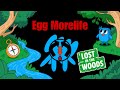 NEW Egg Morelife Theme Song is Out Now
