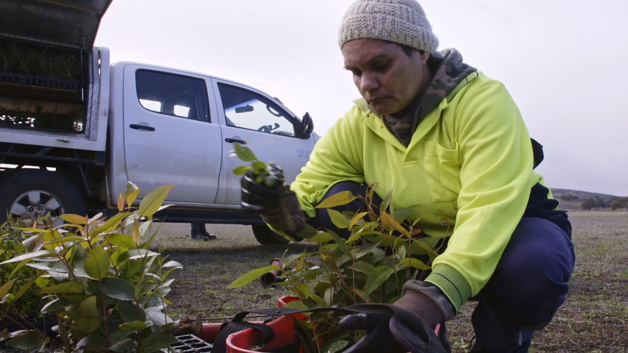 Seed collection project with Noongar rangers and Greening Australia