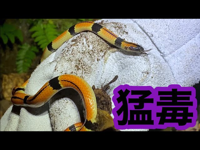 毒の強さハブの５倍！日本最強クラスの猛毒ヘビを捕獲！