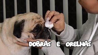 Limpeza Dobras e Ouvidos | Pug