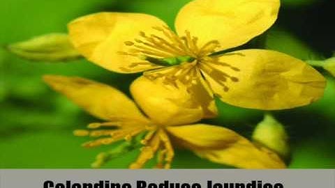 6 Best Herbal Remedies For Jaundice