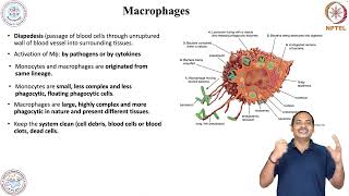 Cells of Immune System & and its role in Host Defense-Macrophages