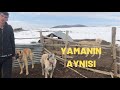 ANTİKAYI ALMAYA GİTTİK ~ BAKİ’DE AYNI YAMANA BENZEYEN BİR KÖPEK VAR