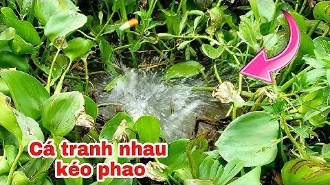 CÂU CÁ SÔNG I XEM CÁ TRANH NHAU KÉO PHAO // FISHING IN THE RIVER