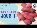 Naissance de bbs gerbilles une maman au top  pinky jour 1