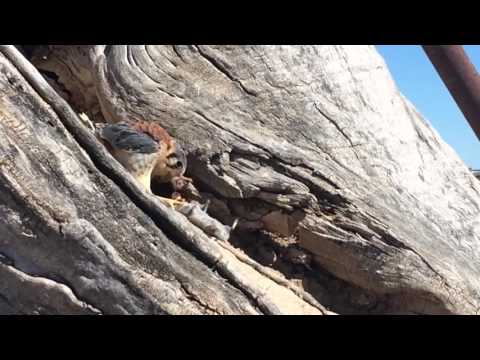 Falcon eats mouse 1 of 4