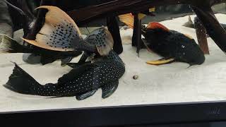 Luteus phase 1, Pleco L95, L25