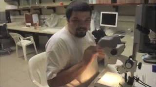 How to Section Algae, Part 2 (1/3)