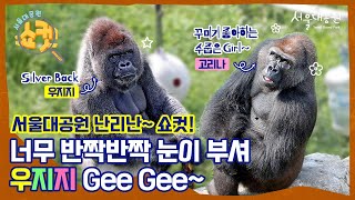 세계 고릴라의 날 기념, 우지지 vs 고리나 리얼리티 먹방 배틀 | World Gorilla Day Celebration