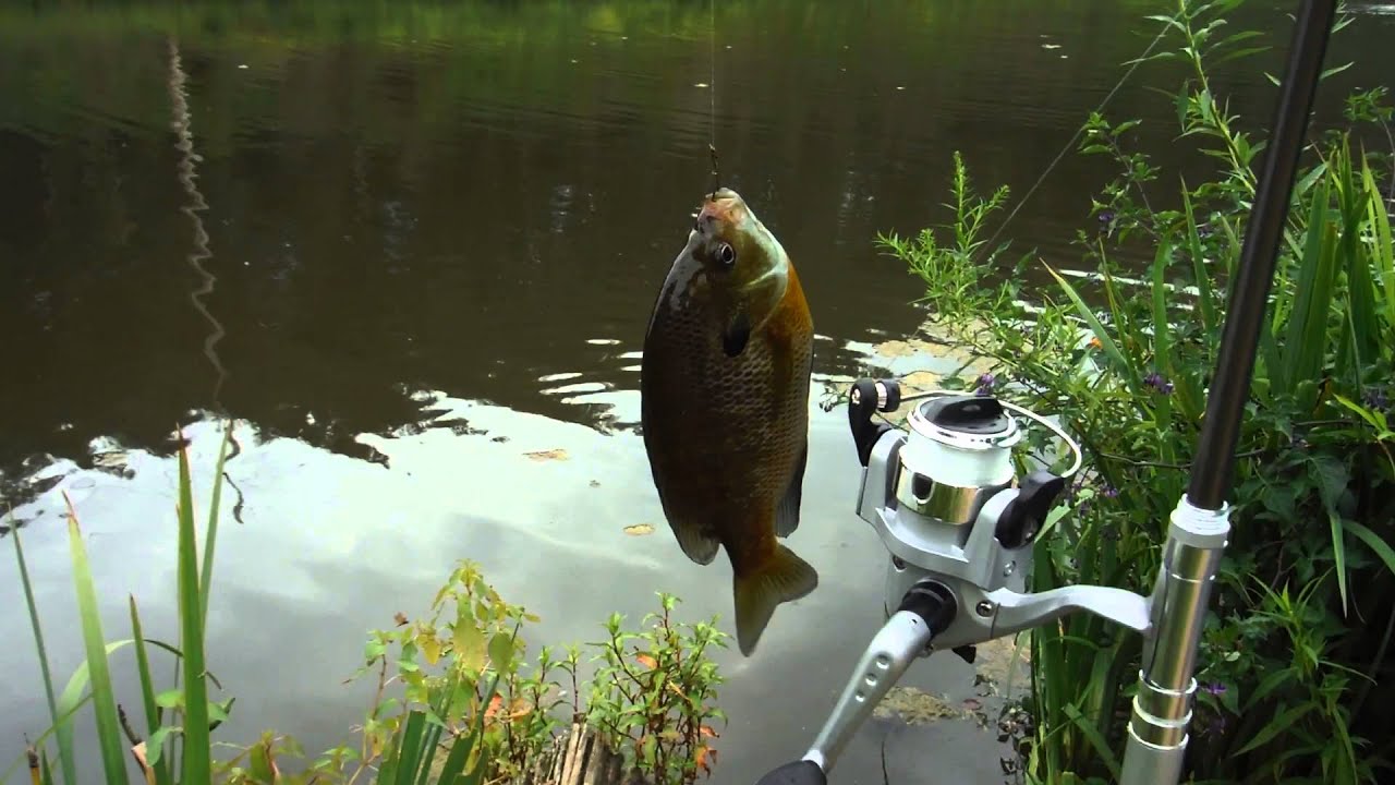 First fish on pen fishing rod YouTube