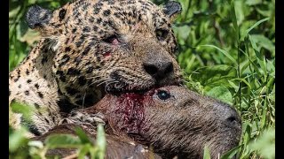 FEROCIOUS JAGUAR ATTACKS COLONY OF BRAZILIAN OTTERS AND CAPYBARAS! ANIMAL FIGHTS