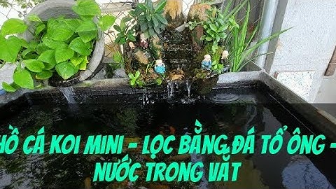 Hồ Cá Koi và Cá 3 Đuôi mini Lọc Bằng Than Tổ Ông Nước Trong Vắt - Của Anh Giang Ở Biên Hòa Đồng Nai
