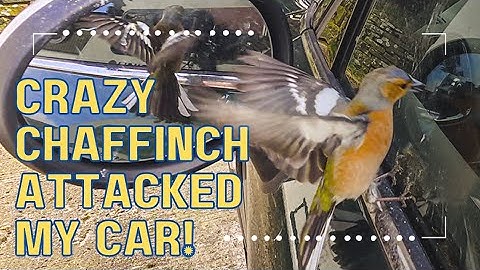 Crazy Chaffinch Attacked My Car! Bird fighting it