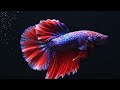 Minimalist Black Aquarium Background 🌑 4K Betta Fish Video