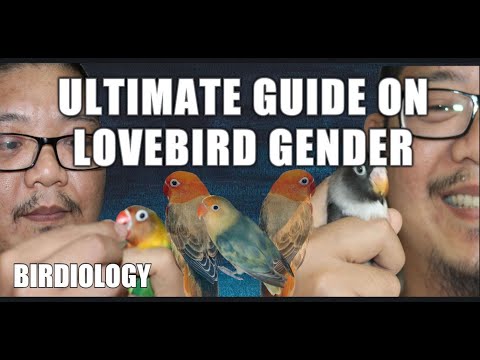 Video: How To Tell Lovebirds By Gender