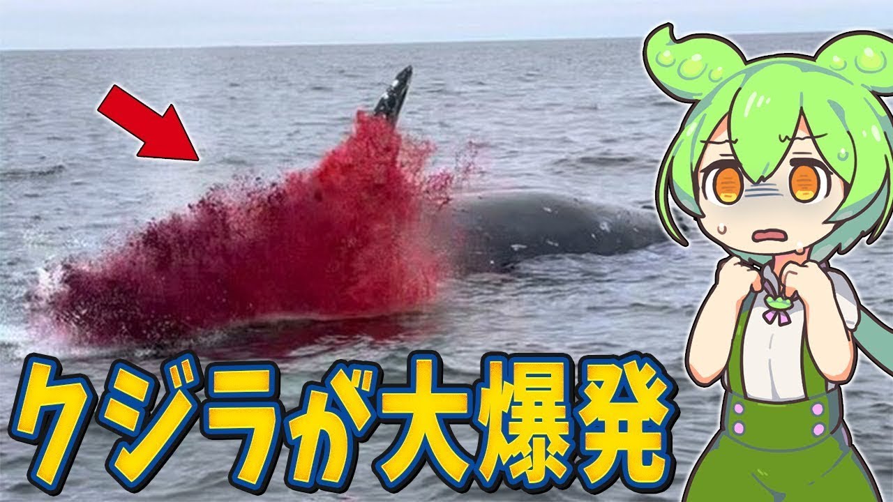 生物の謎７選！クジラが大爆発！？なぜ爆発するのか？【総集編】