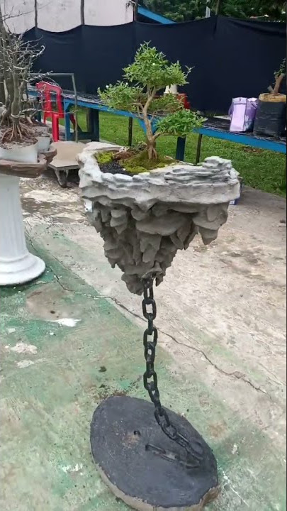 BONSAI TERBANG ‼️‼️#shorts #bonsaitree #bonsaiindonesia #bonsaiexhibition