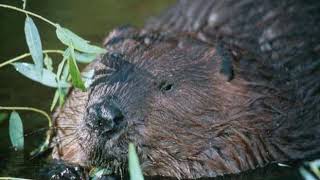 Ecosystem engineer | Wikipedia audio article