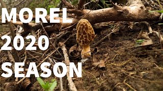 Morel Season 2020 Ash Tree ID TIPS and Privet