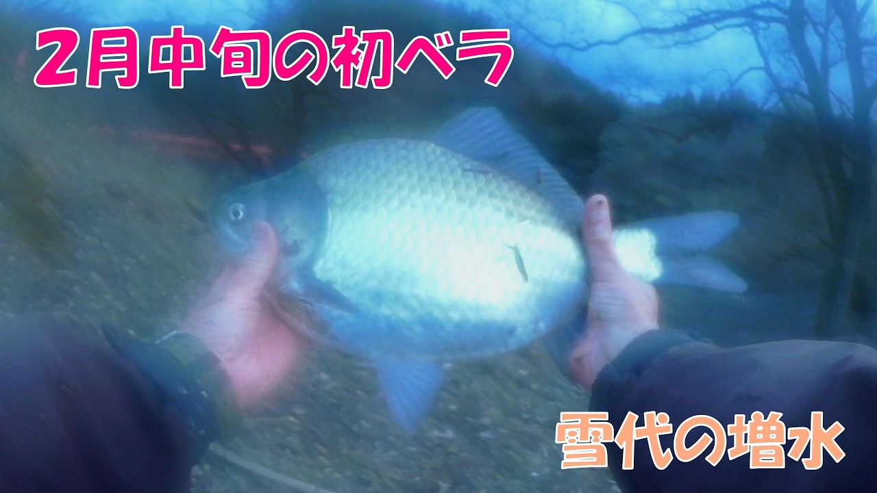 雪代で増水したダム湖で釣る２０２６年の初ベラ［大野ダム編４］